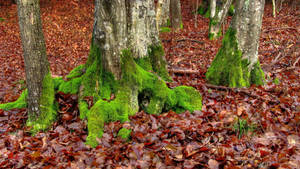 October Tree Root Moss Wallpaper