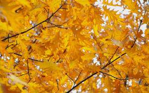 October Yellow Autumn Leaves Wallpaper