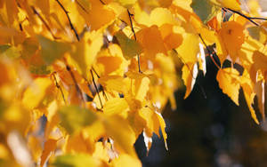 October Yellow Birch Leaves Wallpaper