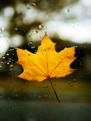 October Yellow Maple Leaf Wallpaper