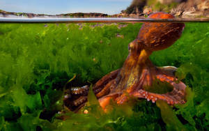 Octopus At Seaweeds Wallpaper