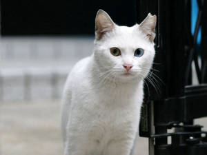 Odd-eyed White Cat Wallpaper