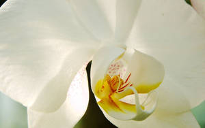 Off White Orchids Wallpaper