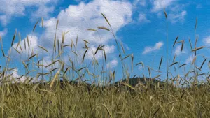 Oil On Canvas Wheat Field Painting Wallpaper