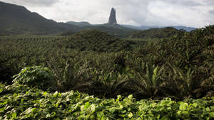 Oil Palm In Sao Tome And Principe Wallpaper