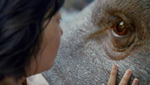 Okja's Eyes Close-up Wallpaper