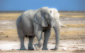 Old African Bush Elephant Wallpaper