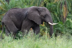 Old Black And Gray Elephant Wallpaper