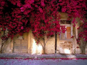 Old Wooden Door With Bougainvillea Wallpaper