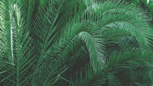 Olive Greenaesthetic Desktop Long Leaves Wallpaper