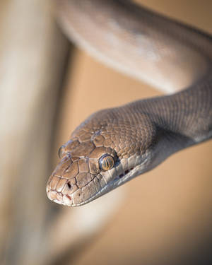 Olive Python Snake Wallpaper