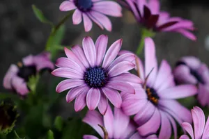 Ombre Flower Petals Wallpaper