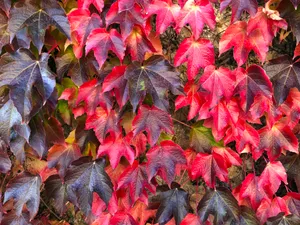 Ombre Maple Leaves Wallpaper