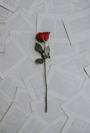 One-sided Love Rose On Pages Wallpaper