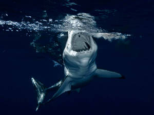 Open Mouth Shark Wallpaper