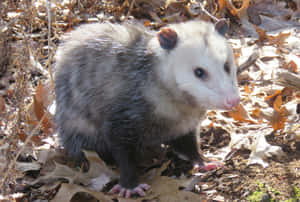 Opossumin Natural Habitat.jpg Wallpaper