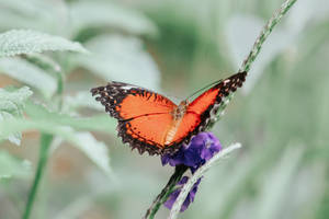 Orange Aesthetic Butterfly Wallpaper