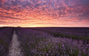 Orange And Pink Clouds Lavender Desktop Wallpaper