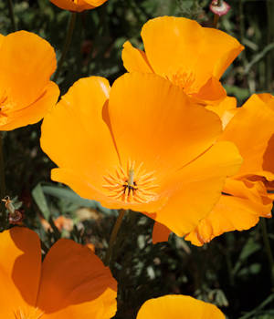 Orange And Yellow Californian Poppy Wallpaper