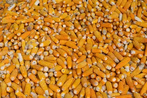 Orange And Yellow Corn Cobs Wallpaper