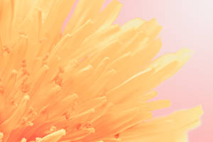 Orange And Yellow Dandelion In Pink Wallpaper
