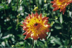 Orange And Yellow Flower Wallpaper