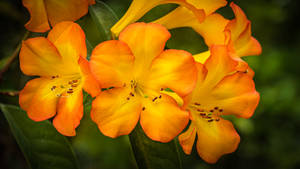 Orange And Yellow Rhododendron Flowers Wallpaper