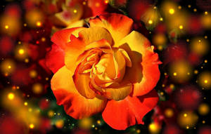 Orange And Yellow Rose With Lights Wallpaper