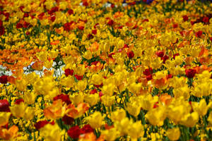 Orange And Yellow Tulip Field Wallpaper