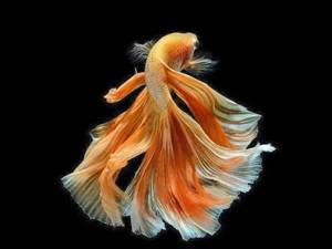 Orange Beautiful Fish Wallpaper