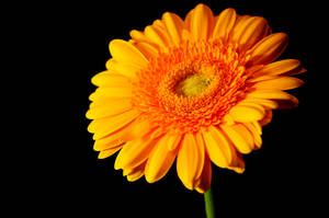 Orange Beautiful Flower Close-up Wallpaper