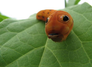 Orange Caterpillar Insect Face Wallpaper