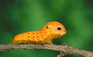 Orange Caterpillar Insect Wallpaper