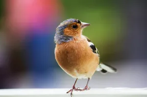 Orange Chaffinch Bird Wallpaper