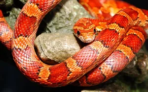 Orange Corn Snake Wallpaper