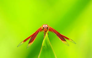 Orange Dragonfly Front View Wallpaper