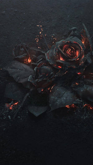 Orange Ember Black Rose Iphone Wallpaper