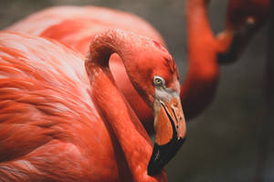 Orange Flamingo Beak Wallpaper
