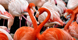 Orange Flamingo Heart Wallpaper