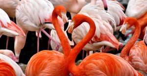 Orange Flamingo Heart Wallpaper
