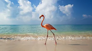 Orange Flamingo On Beach Wallpaper