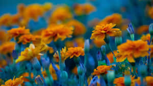 Orange Flower Growing On A Field Wallpaper