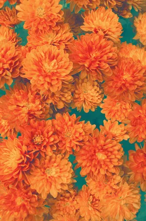 Orange Flower Over A Green Background Wallpaper