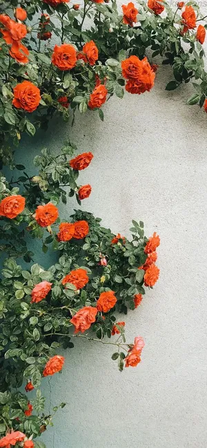 Orange Flowers Climbing A Wall Wallpaper