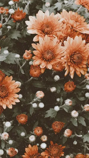 Orange Flowers In A Garden Wallpaper
