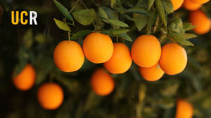 Orange Fruit On Trees At Ucr Wallpaper