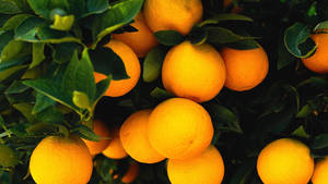 Orange Fruits On A Tree Wallpaper