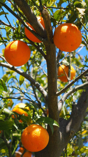 Orange Fruits On Tree Wallpaper