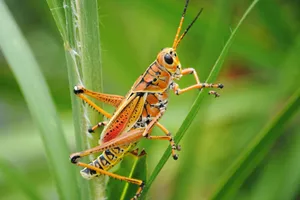 Orange Green Grasshopper Wallpaper