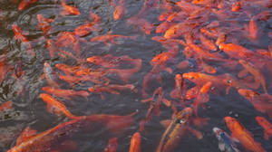 Orange Koi Fish Wallpaper